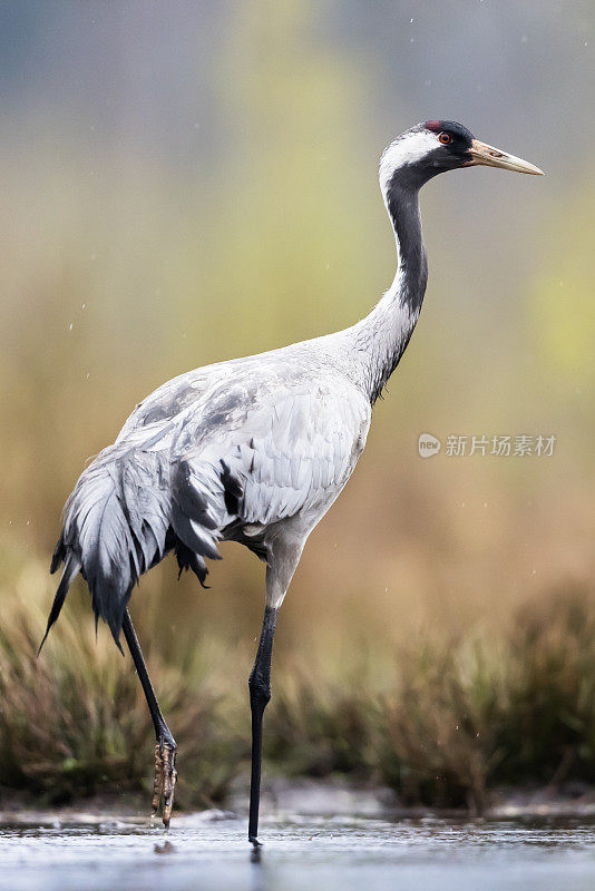 普通鹤(Grus Grus)，欧亚鹤。